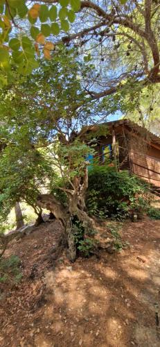 Casa Surrender, Cómpeta (foto 3)