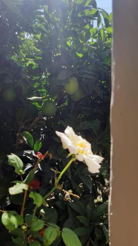Guest House Emi - image 4