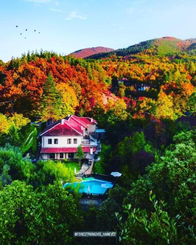 Forest Paradise Hanevci