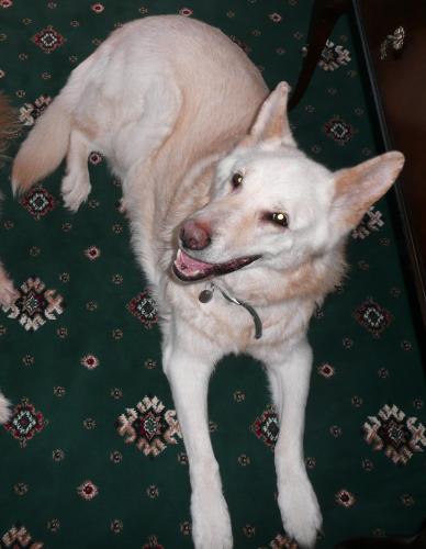 Royal Hotel (Adults Only) - image 13