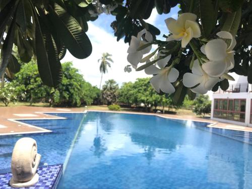 Swimming pool, Capital Wind Beach Cabanas in Kalpitiya