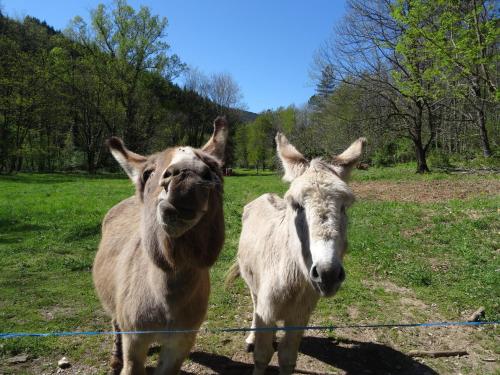 Lou Grana in Le Collet De Deze