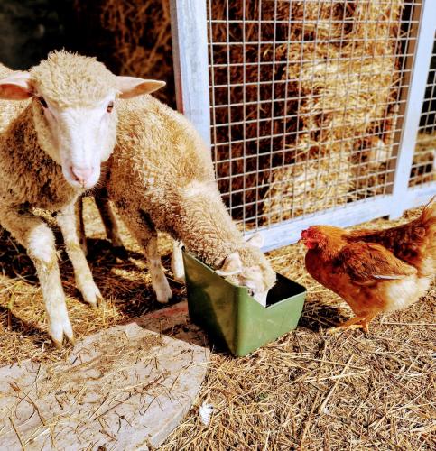 奥利沃农场乡村民宿