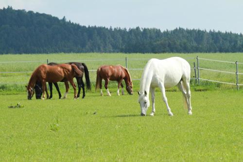 Landgasthof Zum Elsabauern