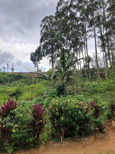 Kert, Pekoe villa Watagoda in Pundaluoya