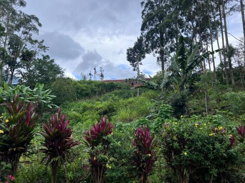 A környék, Pekoe villa Watagoda in Pundaluoya