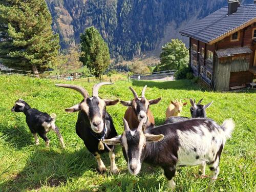 Viesnīcas āriene, Haus Oschtna in St. Veit Im Defereggental