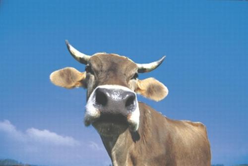 Bergzeit Ferienwohnungen - image 14