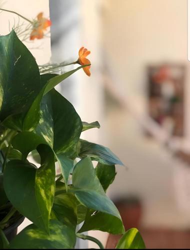 A szálláshely kívülről, Star house in Cararatas