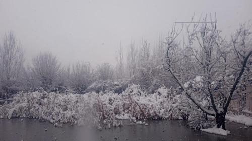 Island homestay in dal lake - image 3