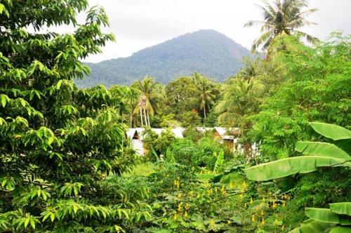 Jungle Garden Bungalows Jungle Garden Bungalows