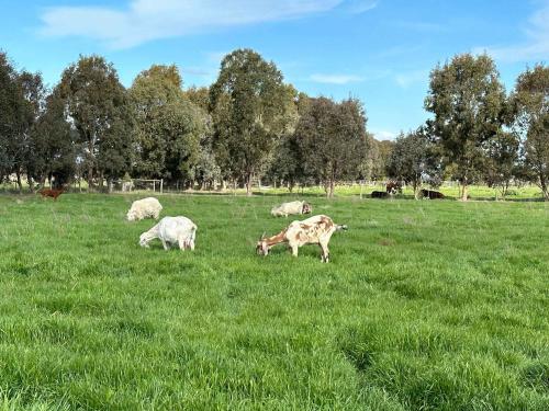 Tiny Rescue Retreat by Tiny Away