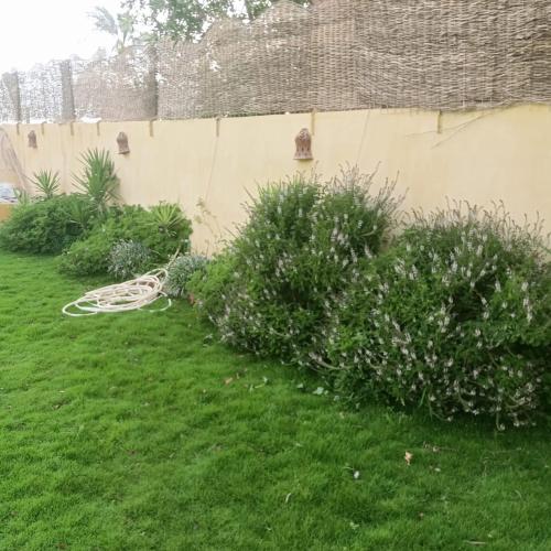 ليالي تونس, Tunis (Foto 6)