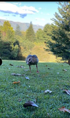 Champagne Valley Resort Unit 2 Champagne Valley Resort Unit 2