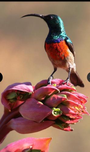 Champagne Valley Resort Unit 2 Champagne Valley Resort Unit 2