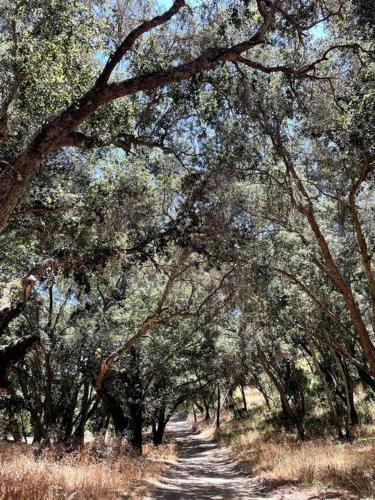 Cabin in the Oaks! Private spa! Outdoor Shower
