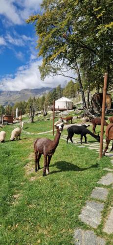  MonvisoRelax in Ostana