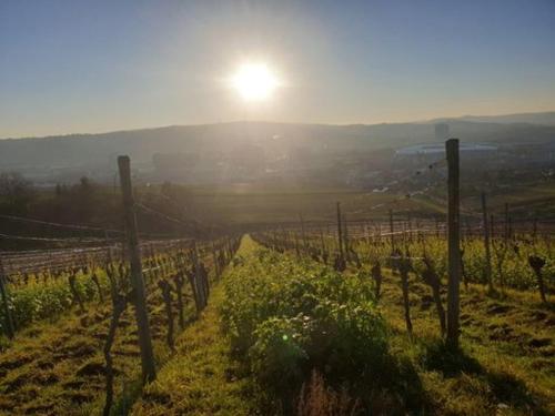 Gästehaus Schniepp (Gastehaus Schniepp) in Untertürkheim