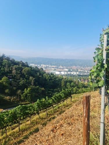 Gästehaus Schniepp (Gastehaus Schniepp) in Untertürkheim