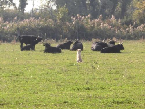 Le Mas du Chevalier de Poltret Le Mas du Chevalier de Poltret
