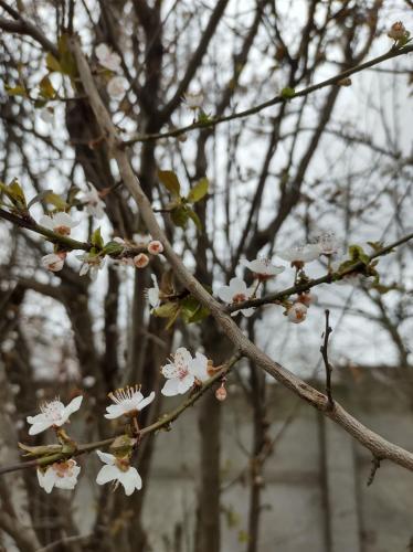 Casa COMPARTIDA Piateda