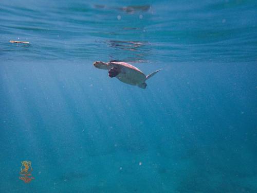 Rooster Run Glamping Camping has rooftop and off the ground Glamping experience for 1 to 16 in a single tent and views of The Rain Forrest and to Culebra across the Atlantic Ocean w Tents, Linens, Deluxe Air Beds, Warm Shower and More at a Great Price