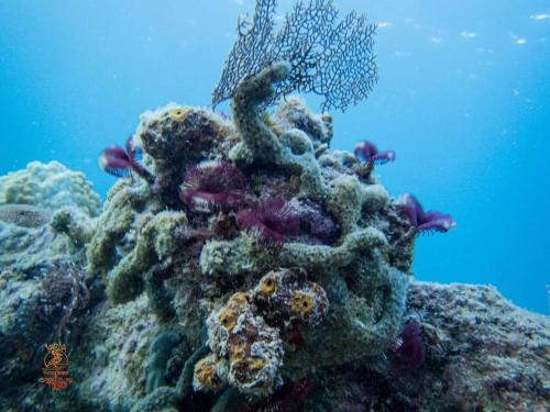 Rooster Run Glamping Camping has rooftop and off the ground Glamping experience for 1 to 16 in a single tent and views of The Rain Forrest and to Culebra across the Atlantic Ocean w Tents, Linens, Deluxe Air Beds, Warm Shower and More at a Great Price