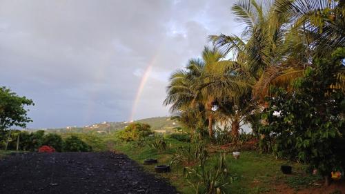 Rooster Run Glamping Camping has rooftop and off the ground Glamping experience for 1 to 16 in a single tent and views of The Rain Forrest and to Culebra across the Atlantic Ocean w Tents, Linens, Deluxe Air Beds, Warm Shower and More at a Great Price