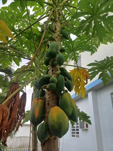 Rooster Run Glamping Camping has rooftop and off the ground Glamping experience for 1 to 16 in a single tent and views of The Rain Forrest and to Culebra across the Atlantic Ocean w Tents, Linens, Deluxe Air Beds, Warm Shower and More at a Great Price