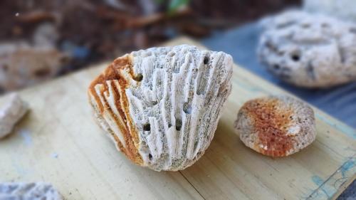 Rooster Run Glamping Camping has rooftop and off the ground Glamping experience for 1 to 16 in a single tent and views of The Rain Forrest and to Culebra across the Atlantic Ocean w Tents, Linens, Deluxe Air Beds, Warm Shower and More at a Great Price