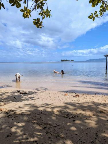 RAIATEA - The BEACH HOUSE - plage sur le lagon !, Tevaitoa (fotografie 6)