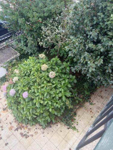 Apartment with balconies and garden, Amarante (Foto 10)
