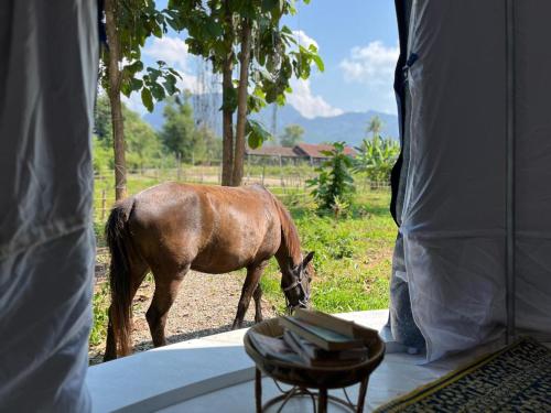 NamKhan Horse Stable — other in Ban Donkeo Village, 06000, Luang Prabang, Luang Prabang Laos, 06000