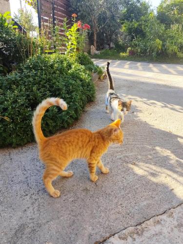 Stone House Hostel Elbasan in เอลบาซาน