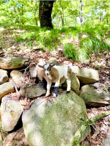 Gite Et Chambres D'hotes La Bergerie – Lussas, NJ