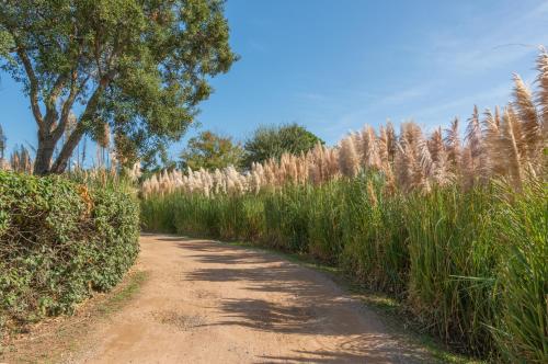 Résidence Domaine De Caranella - image 9