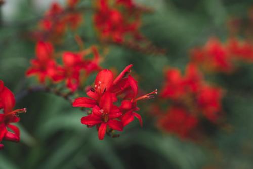 Ballyknocken Milking Parlour Self Catering Apartment - image 11