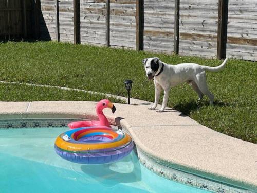 PAWSome Pet & Family Pool Retreat in St. Augustine, USA