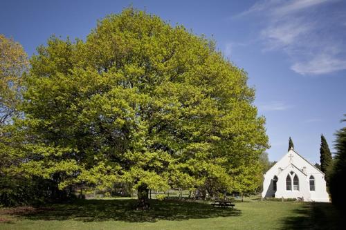 Apkārtne, The Holy Oaks in Dantrūna