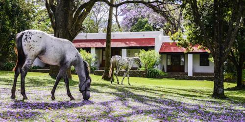 Ngare Sero Mountain Lodge