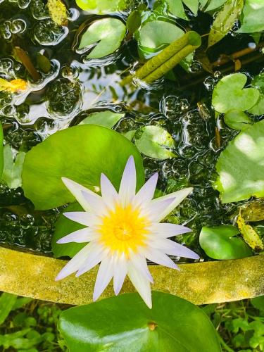 Shaabey Accomodation in Wellampitiya