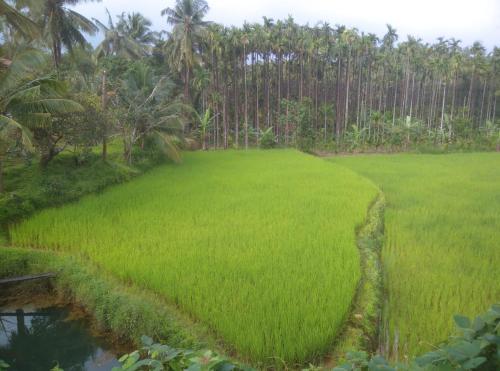 Gubbikanta Homestay in Banumane