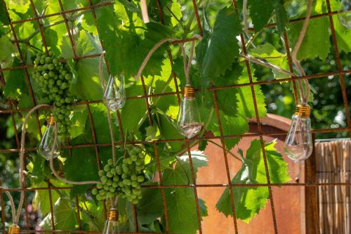 Fontarcella, Heart & Roots