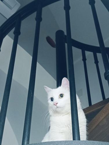 The white cat