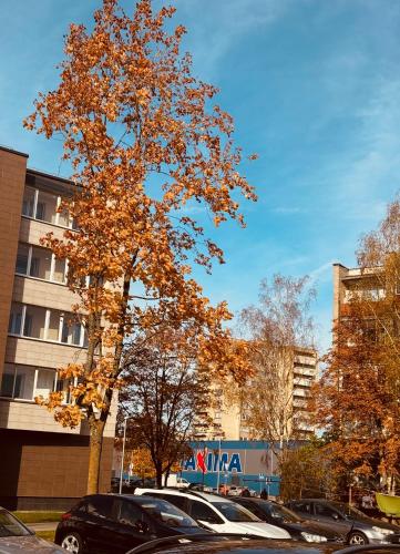 winkels, Taikos apartamentas in Mazeikiai