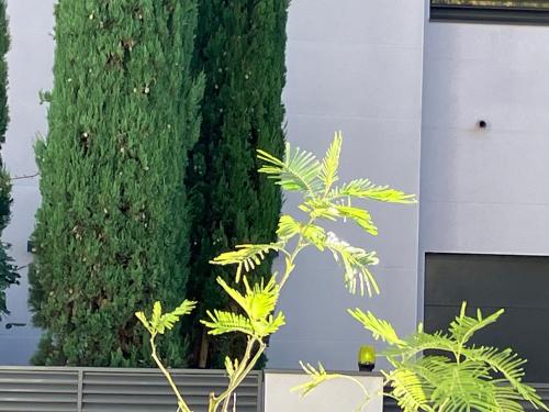 Toulousaine arborée - parking public, Toulouse (photo 4)