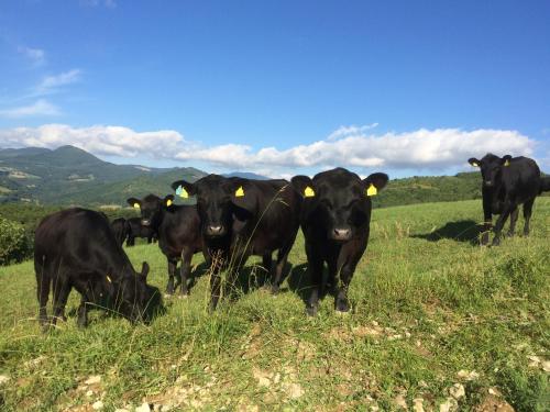 Agriturismo Fontandrone