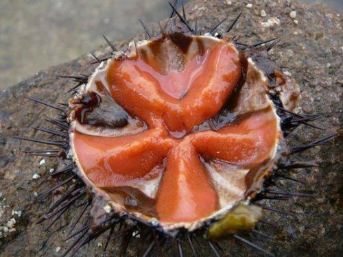 Residence Ammiraglia Baia Verde Italy