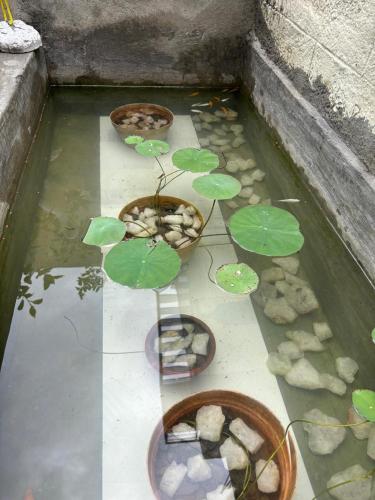 สวน, SHI's Isha Homestay in Coimbatore in วดาวัลลี