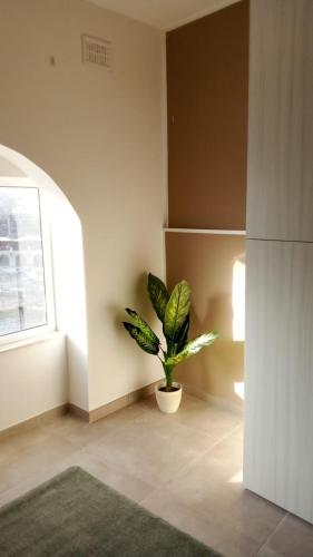 The Rose Hostel 4